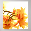 Orchid posters
