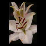 Orchid posters