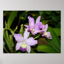 Orchid poster
