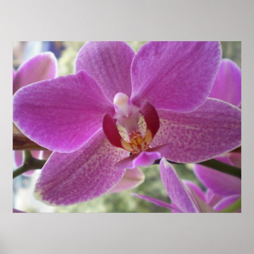 Orchid Print