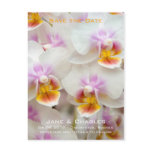 Orchid • Save the Date Postcard