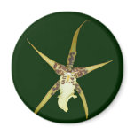 Orchid Series: Yellow Star (9 of 11) magnets