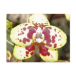 Orchid Six Postcard