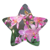 Orchid Star Sticker
