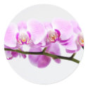 orchid stickers