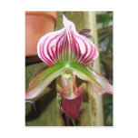 Orchid Ten Postcard