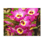Orchid Three Postcard