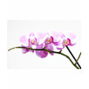 orchid t-shirts