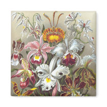 Orchidae (Orchids), Ernst Haeckel