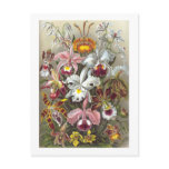 Orchidae (Orchids), Ernst Haeckel Postcards