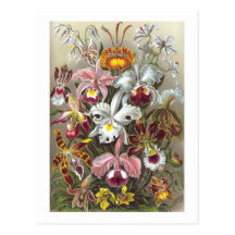 Orchidae (Orchids), Ernst Haeckel Postcards
