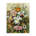 Orchidae Post Cards