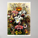 Orchideae (orchids) Poster posters