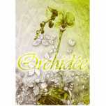 Orchidee
