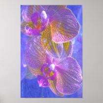 Orchids 2 Poster Portfolio Size