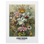 Orchids (Artforms Of Nature) flyers
