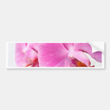 Orchids Bumper Sticker