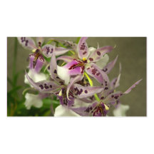 Orchids business cards