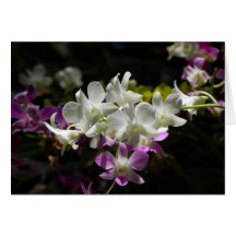 Orchids Card