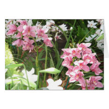 Orchids Cards