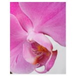 Orchids flyers
