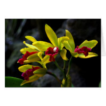 Orchids Greeting Cards
