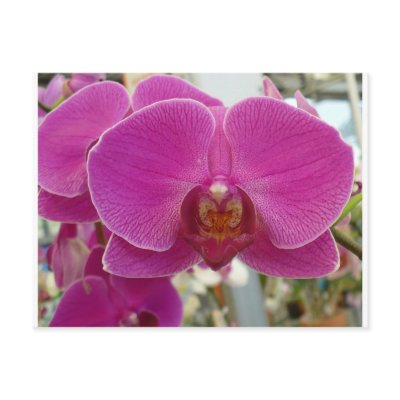 Orchids Hot Pink Postcard