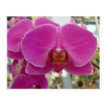 Orchids Hot Pink Postcard