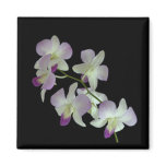 Orchids on Black