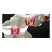 Orchids Custom Photo Card