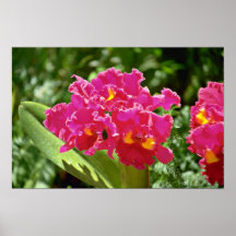Orchids Pink flowers Posters