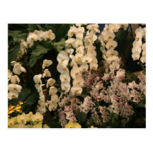 Orchids Post Card