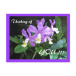 Orchids Postcard