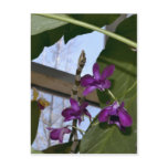 Orchids Postcards