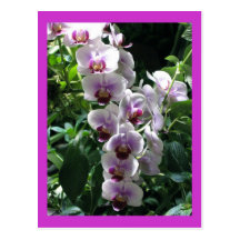 orchids postcard