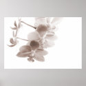 Orchids Poster posters