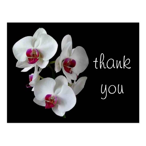 orchids: thank you! post cards