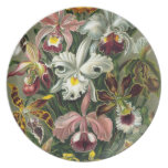 Orchids Vintage Illustration Dinner Plate