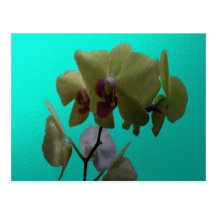 Orchids: Yellow and White Postcards
