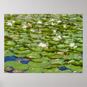 Oregon Monet Waterlillies posters