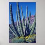 Organ Pipe Cactus flowers Poster