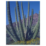 Organ Pipes flyers
