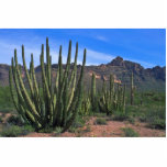 Organ Pipes In Desert photo sculptures