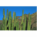 Organ Pipes photo sculptures