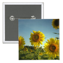 Organic Garden Sunflower Square Button