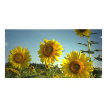 Organic Gardening Photo Card