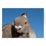 Oriental Frill Pigeon cards