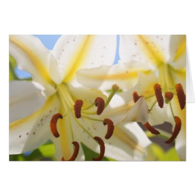 Oriental Lily Card by SuRi_Photography