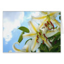 Oriental Lily Card