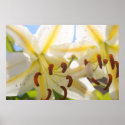 Oriental Lily Print